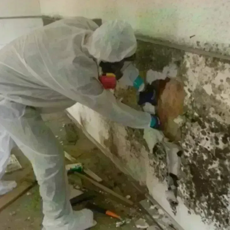 Mold Remediation and Removal in Zapata County, TX